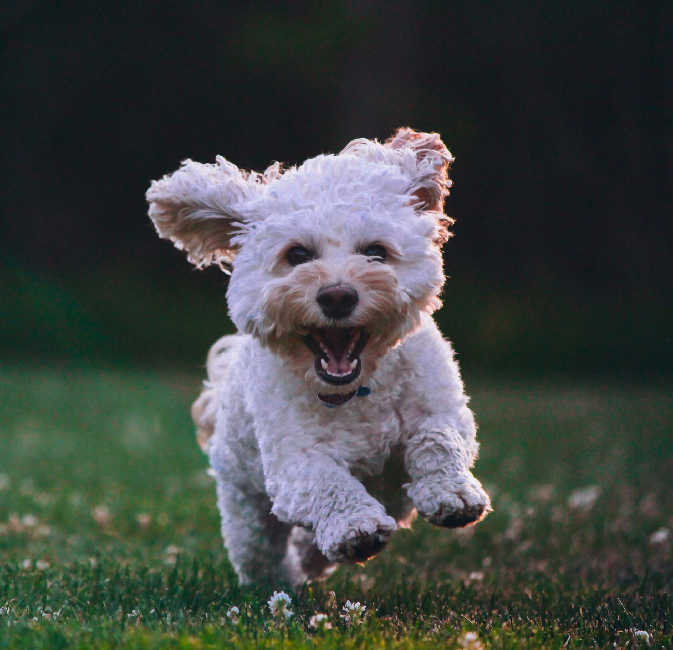 Animal Kinesiology and intuitive energy healing